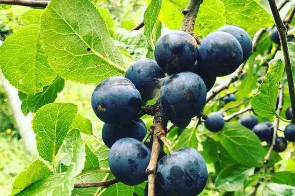 IMG_20230731_180729_888